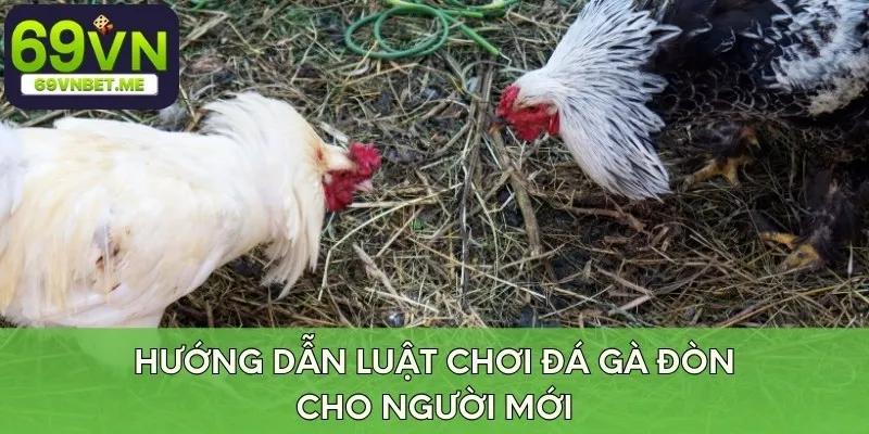 Hướng dẫn luật chơi đá gà đòn cho người mới