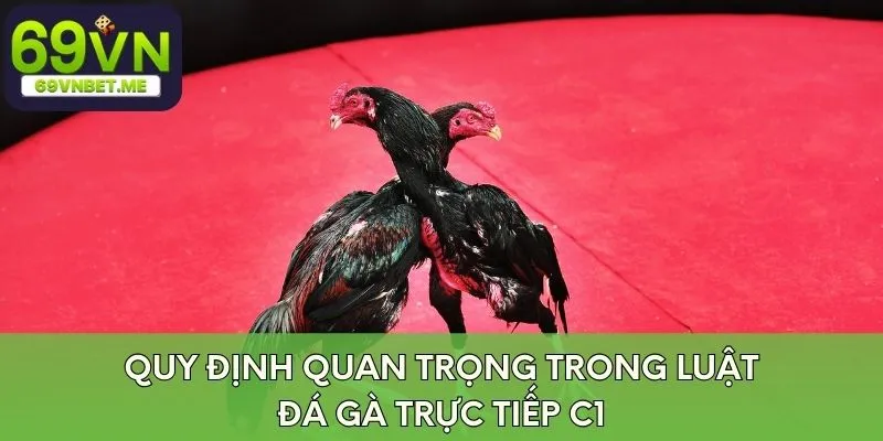 Quy định quan trọng trong luật đá gà trực tiếp C1