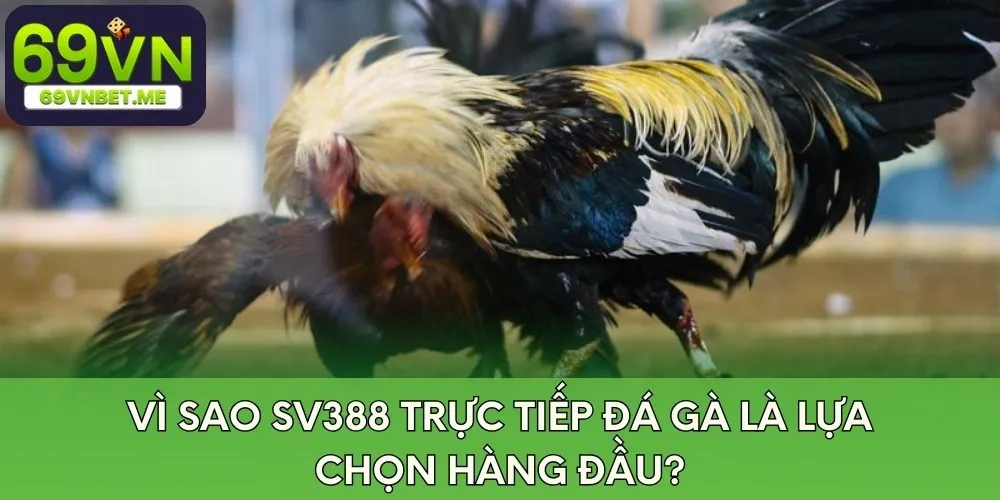 Lý do Sv388 trực tiếp đá gà là lựa chọn hàng đầu